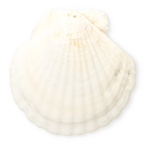 Pendentifs coquillage specials coquille Saint-Jacques Blanc